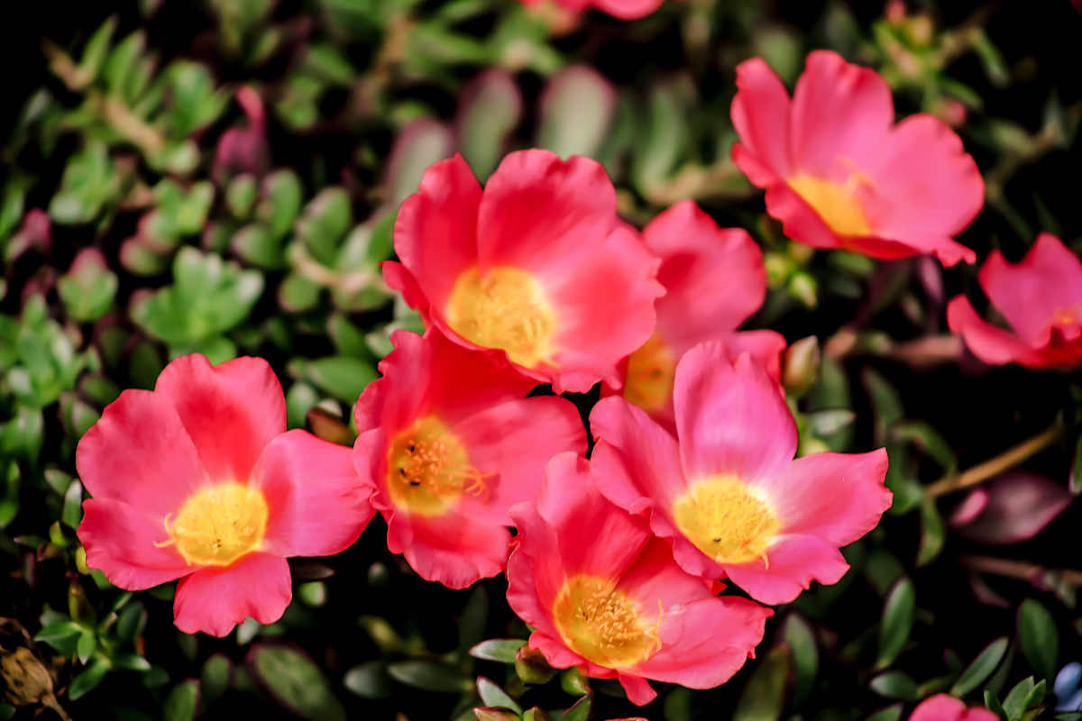 Childhood Memory by Lora Wood 