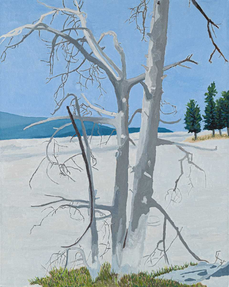 Ghost Trees (Yellowstone) by Nea Brown 