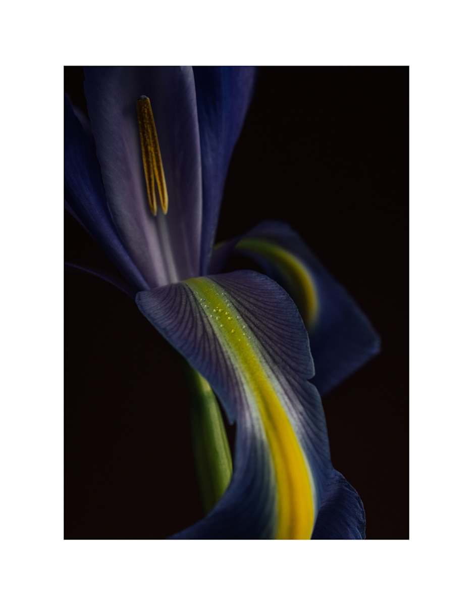 Say Ahhh by Christine Alward, Image 15.