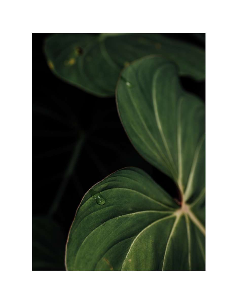 A Single Tear by Christine Alward, Image 1.