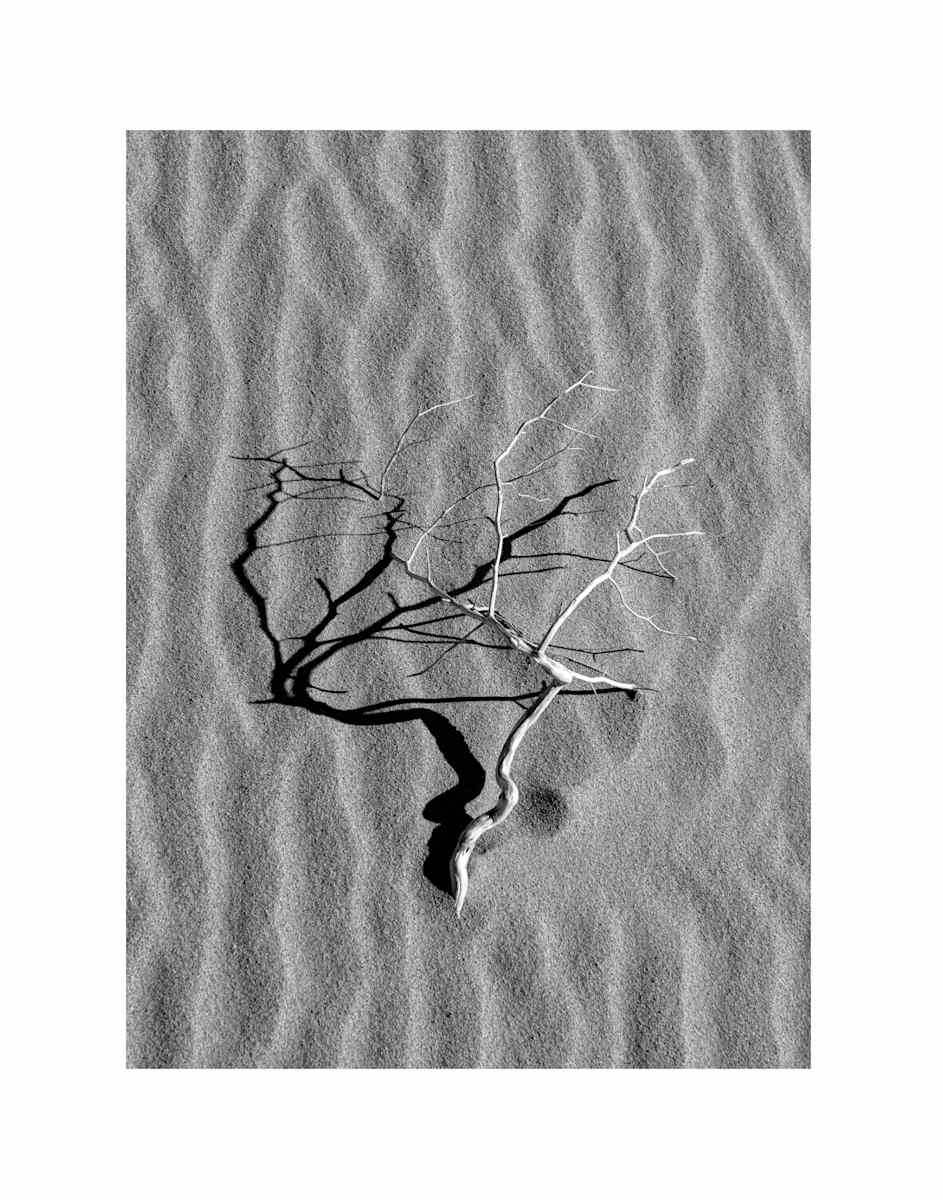 Left My Heart in the Desert by Christine Alward, Image 17.