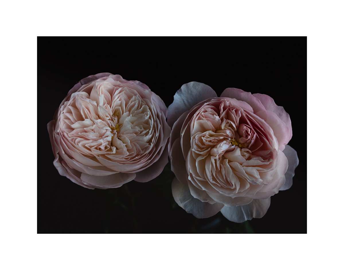 Hypnotic by Christine Alward, Image 1.