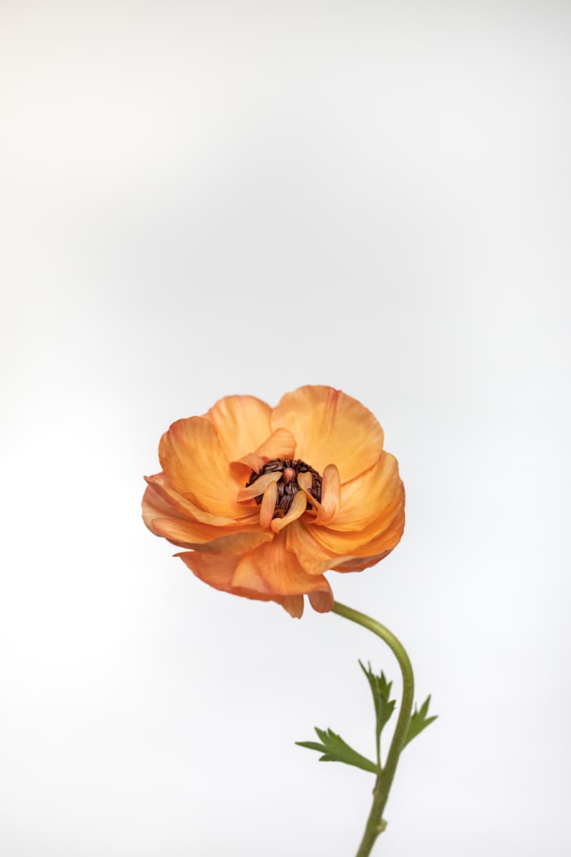 Just a Girl and a Flower by Christine Alward, Image 4.