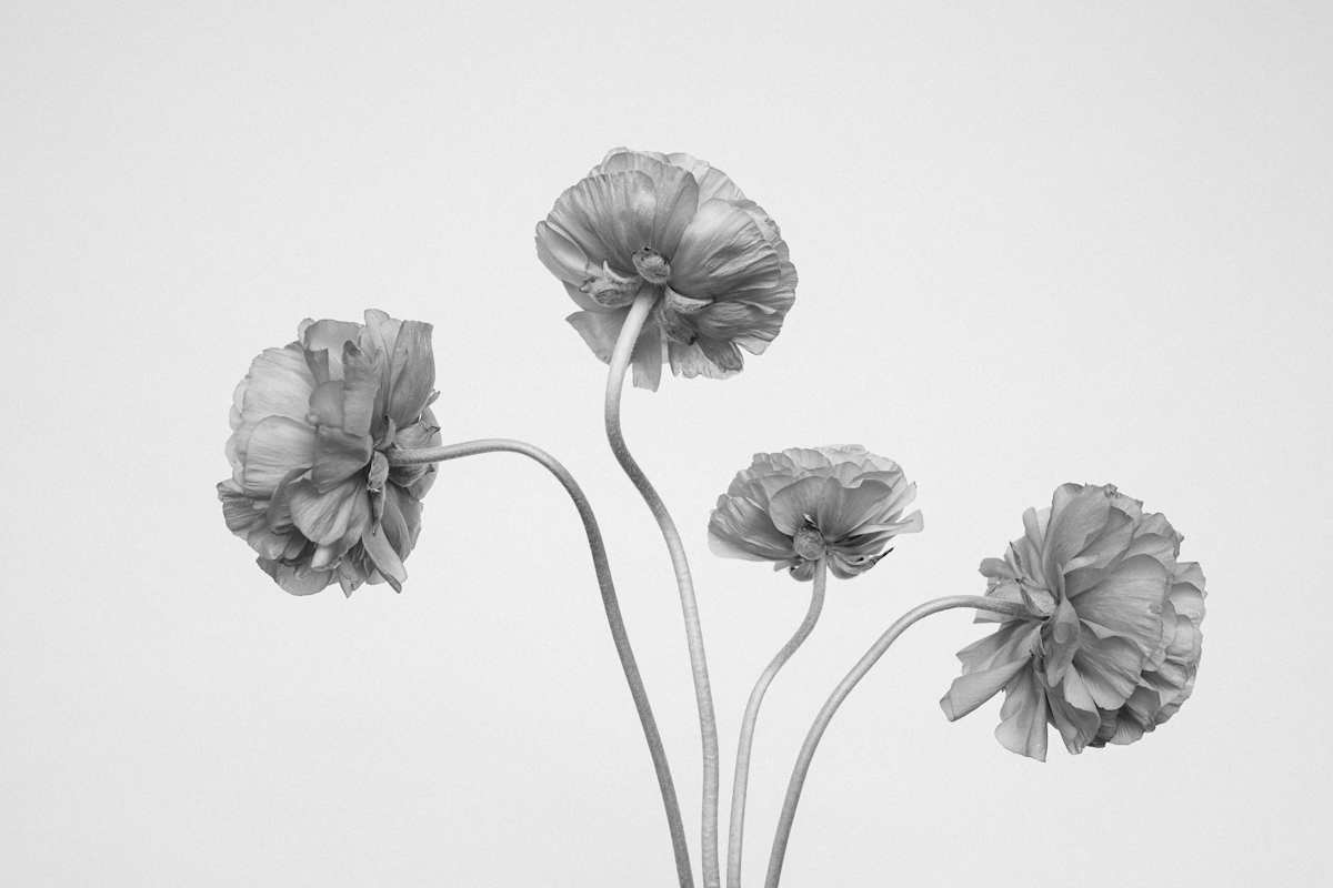 Three's a Crowd, Four's a Party by Christine Alward, Image 1.