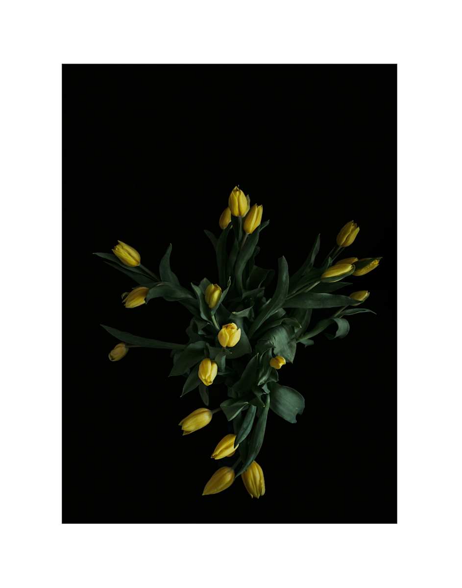 Tulip Taxidermy by Christine Alward, Image 4.