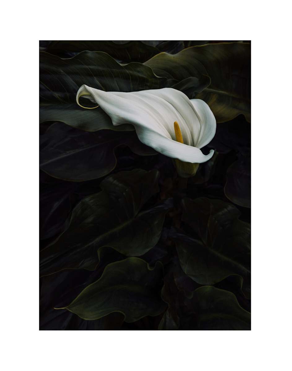 Lady of the Valley by Christine Alward, Image 7.