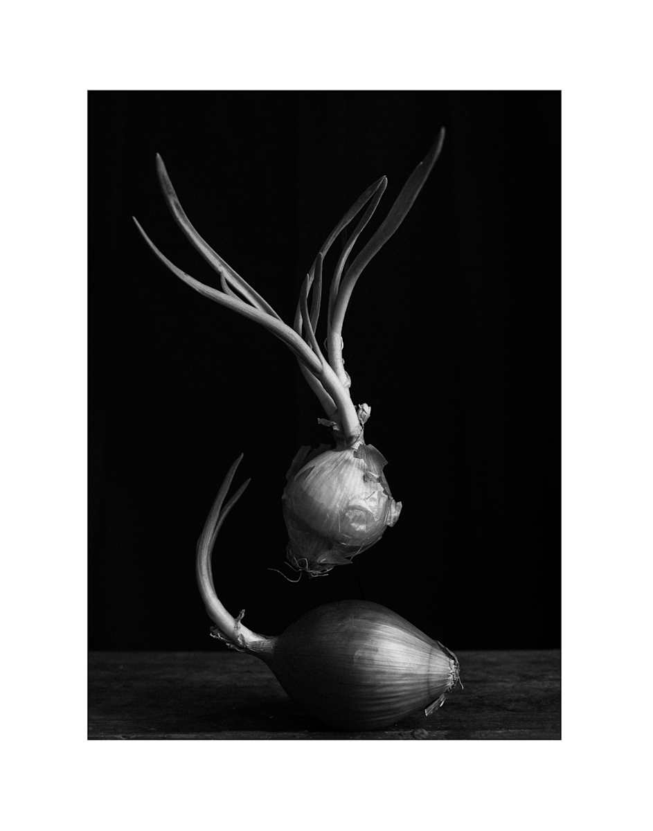 Onions I by Christine Alward, Image 2.