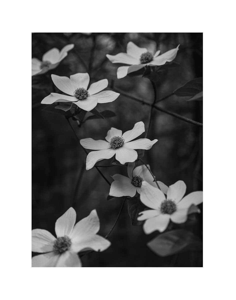 Dogwood Obsession by Christine Alward, Image 5.