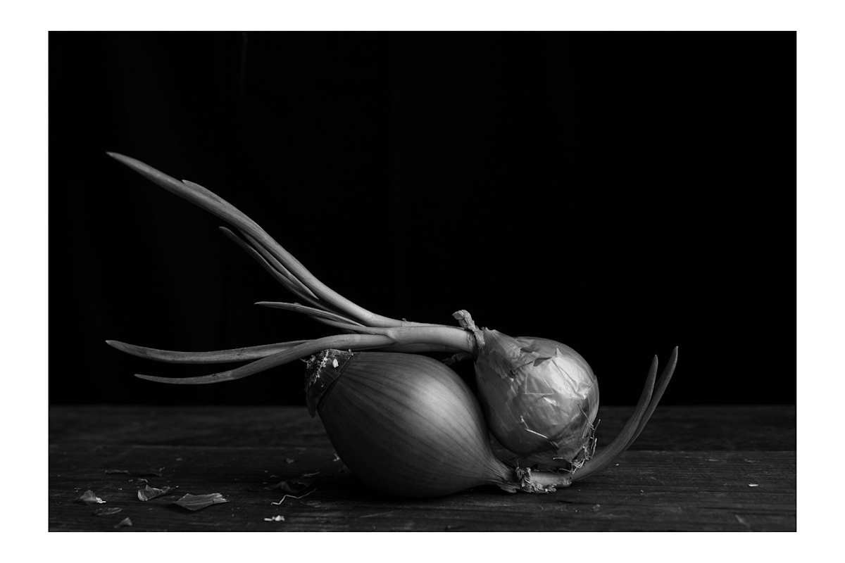 Onions II by Christine Alward, Image 1.