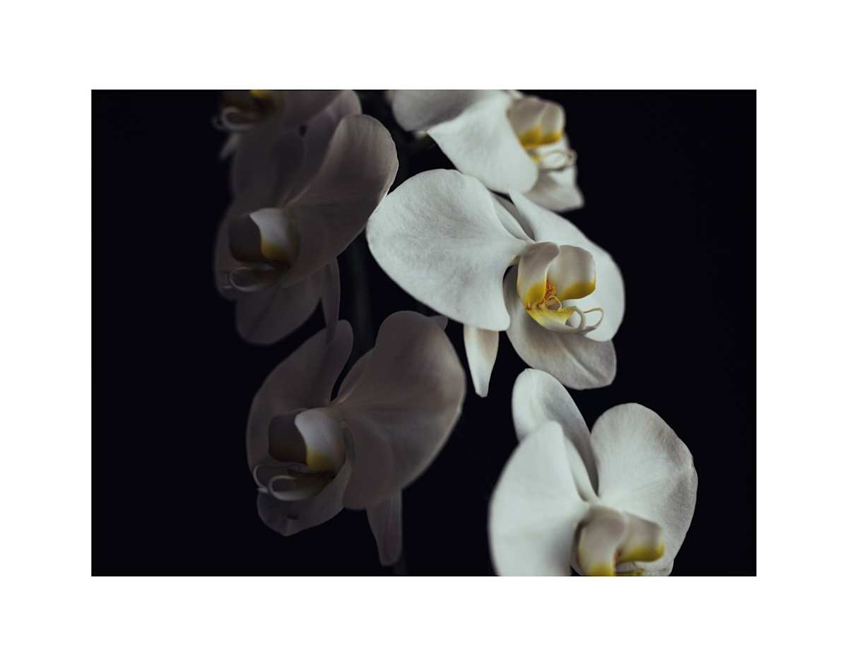 Vertebrae by Christine Alward, Image 1.