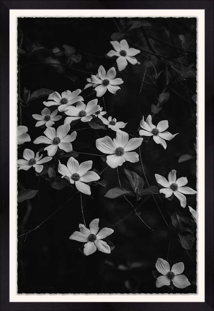 Floating Fairies by Christine Alward, Image 1.