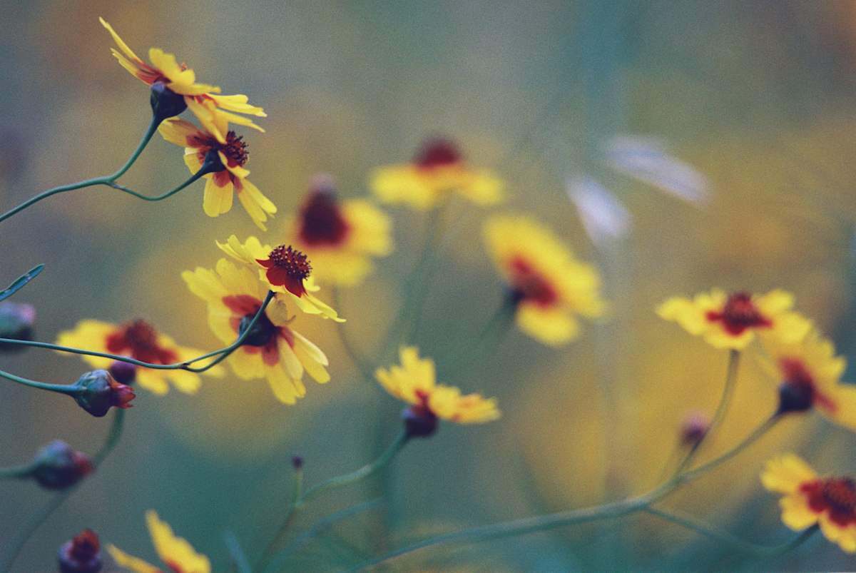 Coreopsis Dance by Pam Powell 