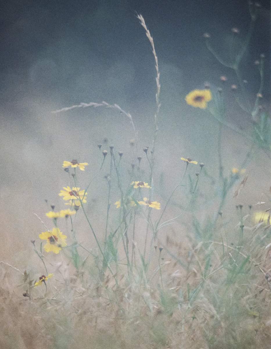 Midsummer's Breath by Pam Powell 