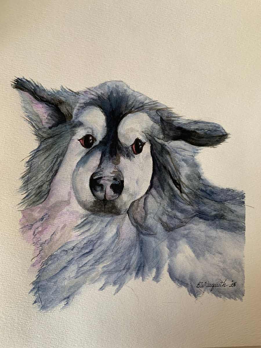 Reaper by Barbara Wentzell Jaquith  Image: Reaper is a much loved floofy malamute.