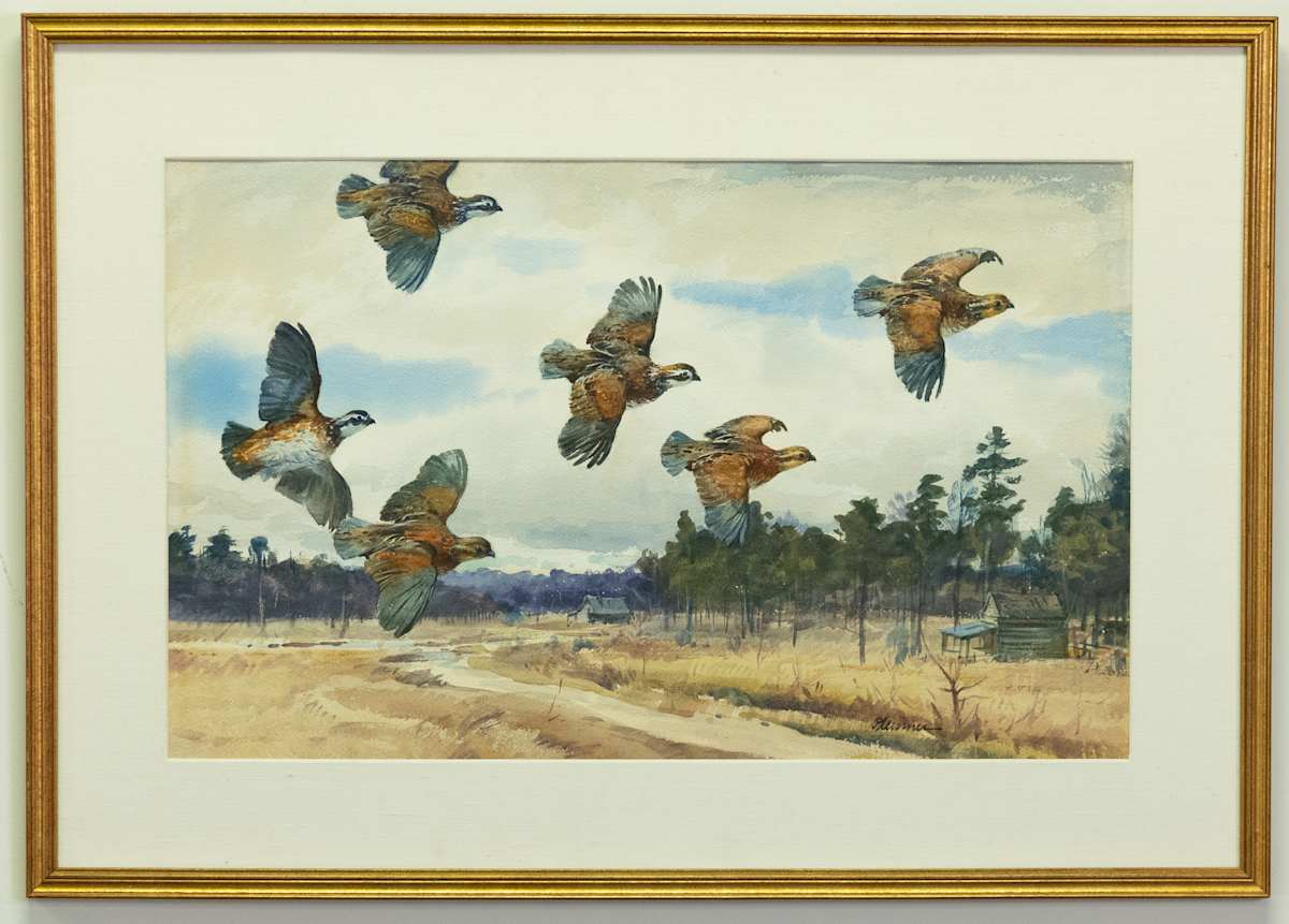 Quail in Flight by Ogden M. Pleissner, Image 1.