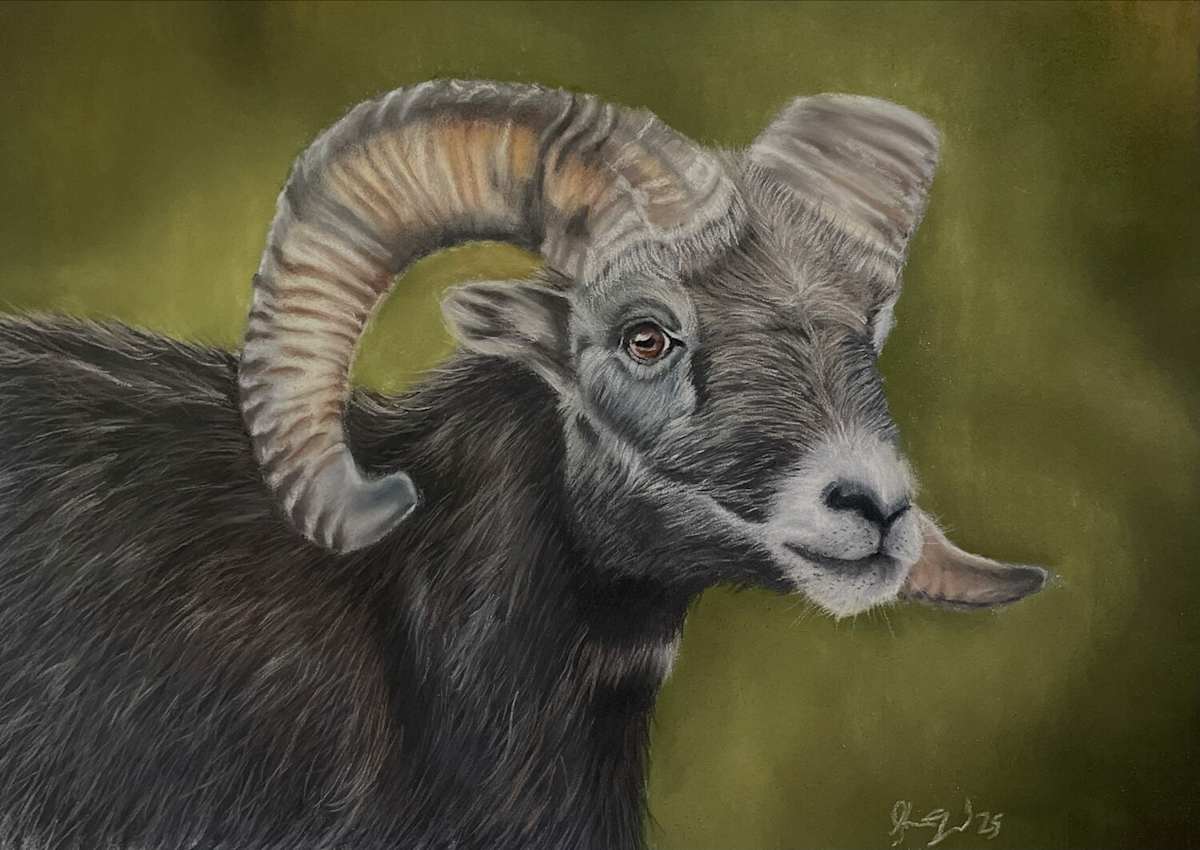 Bighorn Sheep by Jonathan Clingenpeel 