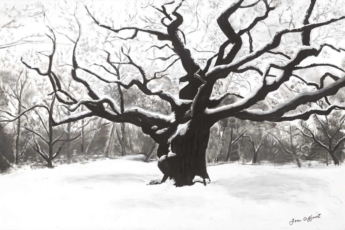 Major Oak by Joan Affenit 