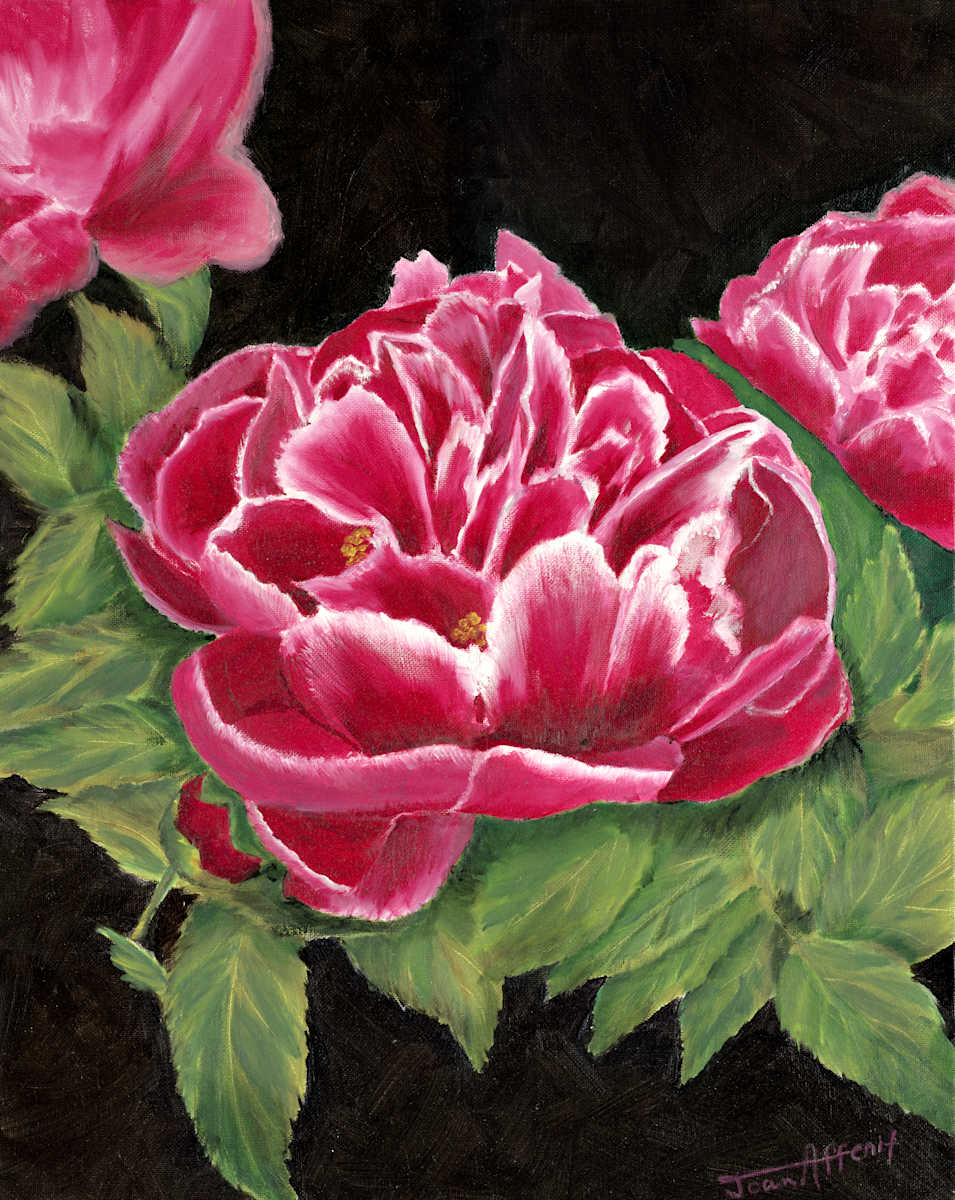 Peonies by Joan Affenit  Image: Peonies at Dallas Arboretum