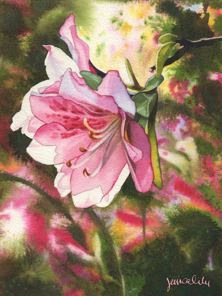Sunlit Azalea Study 02 by Jessica Lily 