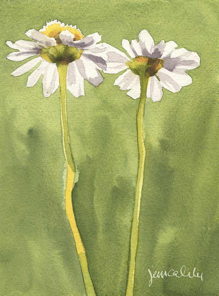 Chamomile Study by Jessica Lily, Image 1.