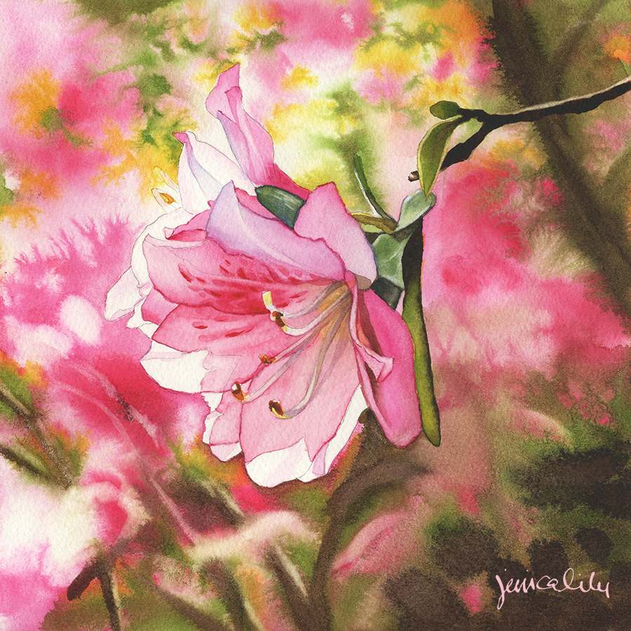 Sunlit Azalea Study 01 by Jessica Lily 