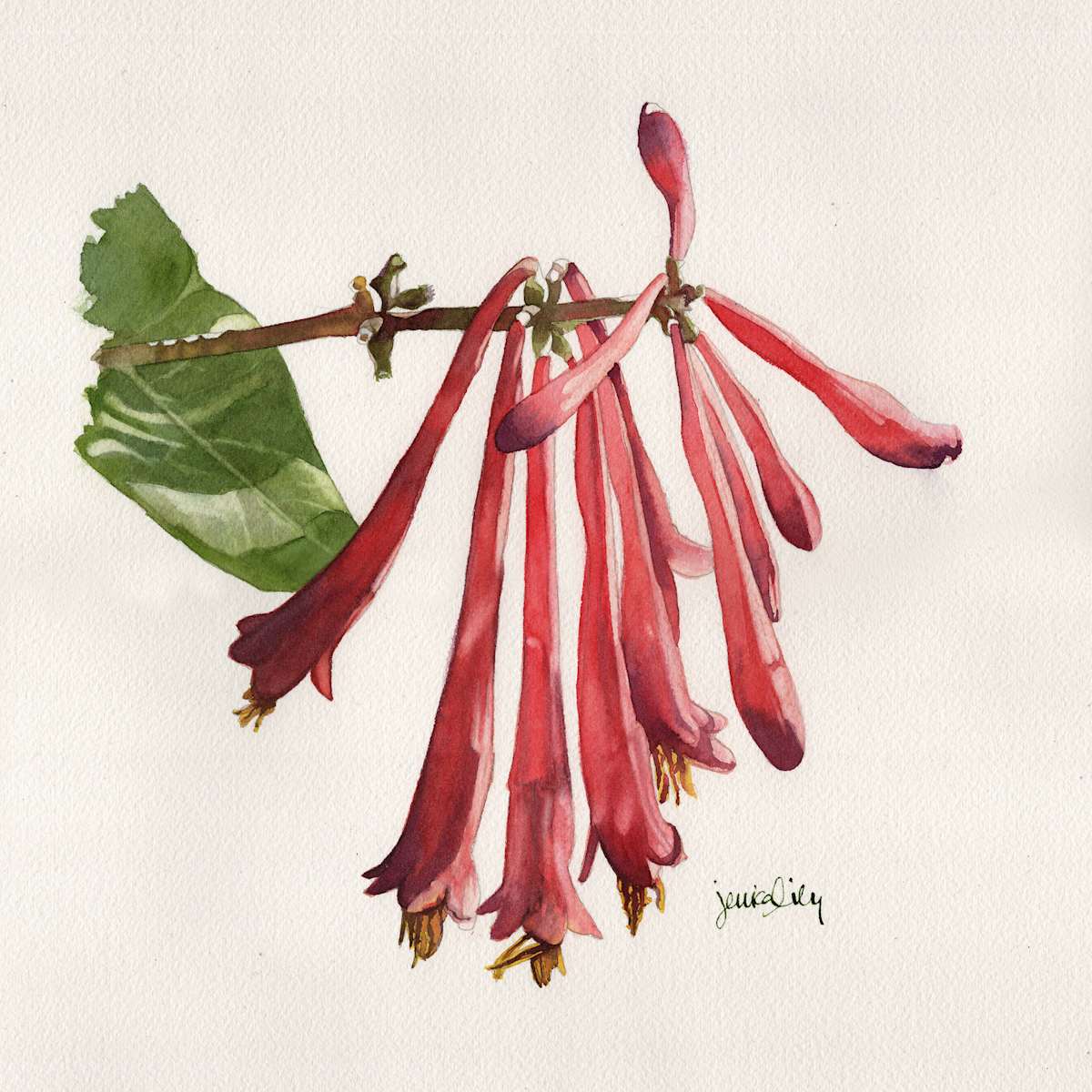 Coral Honeysuckle Study by Jessica Lily, Image 1.