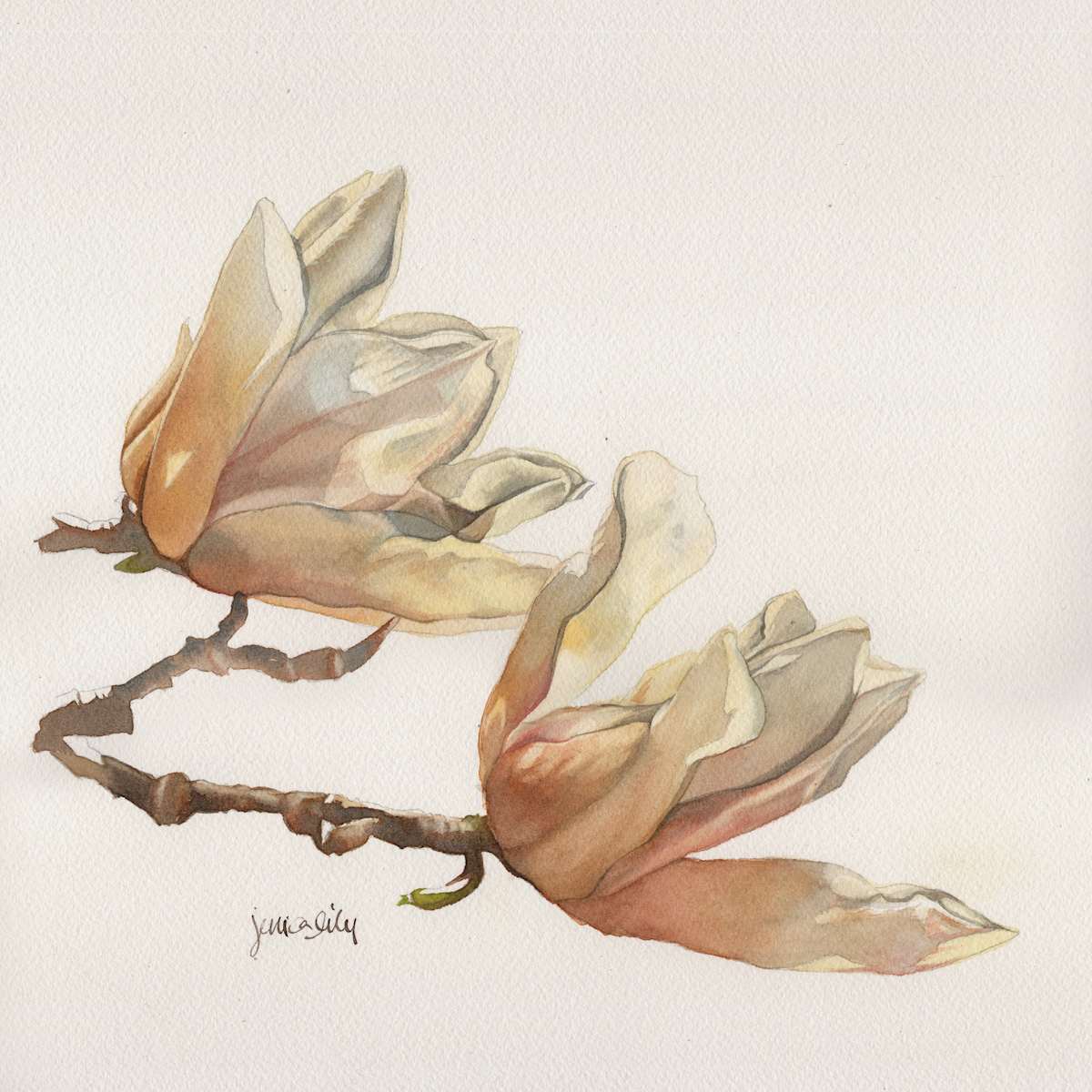 Magnolias Study by Jessica Lily, Image 1.