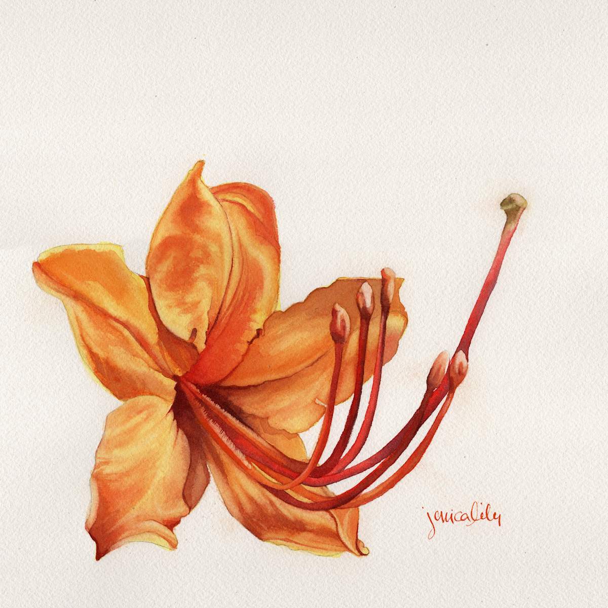 Orange Native Azalea Study by Jessica Lily 