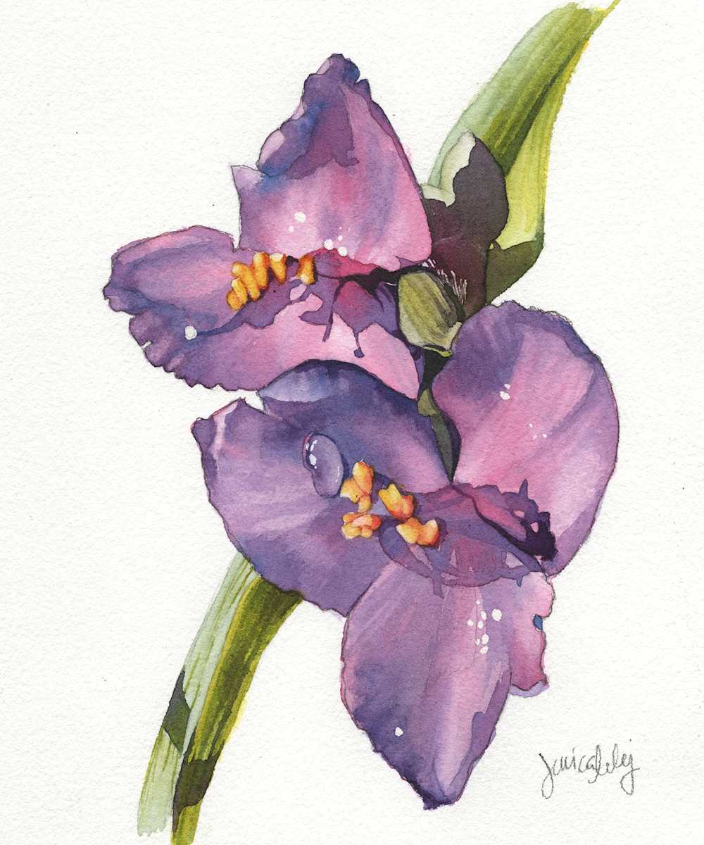 Spiderwort Study by Jessica Lily 