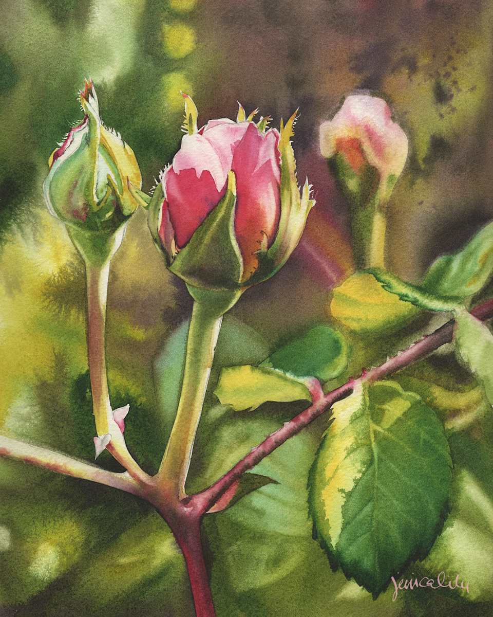 Rosebud Study by Jessica Lily, Image 1.