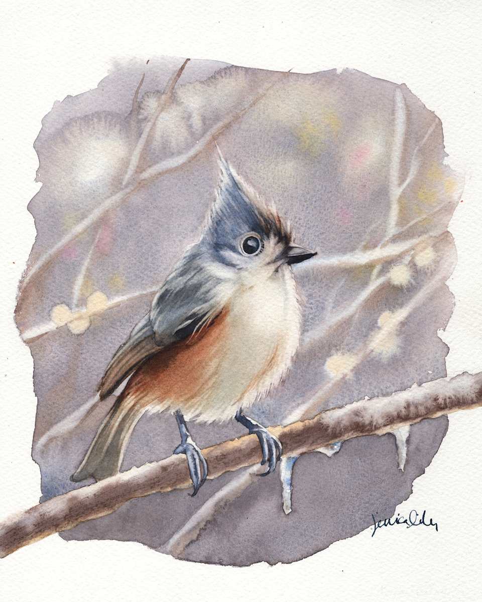 Tufted Titmouse Study by Jessica Lily 