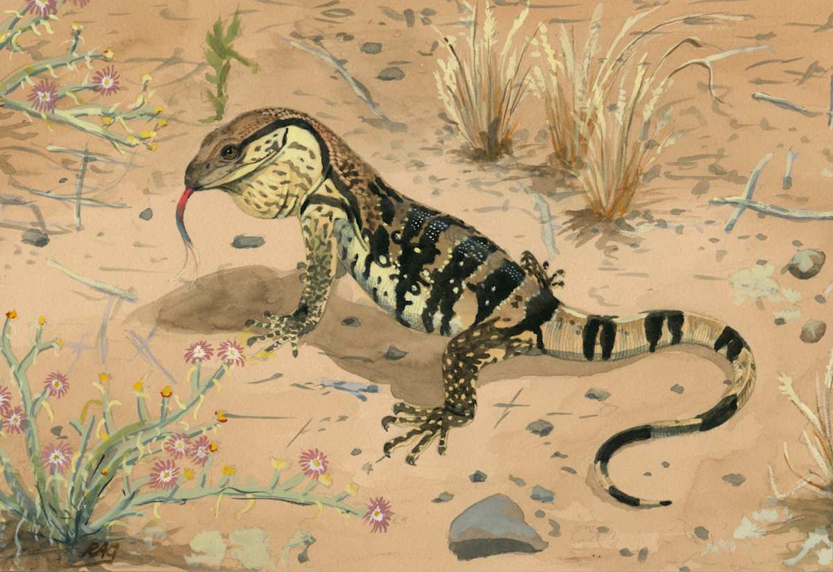 baby leguaan by RAG Davies 
