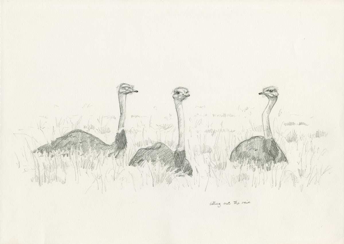 ostrich trio by RAG Davies, Image 1.
