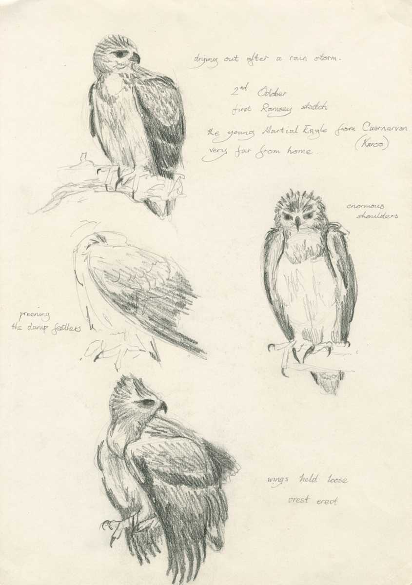 Ramsey loose sketches by RAG Davies, Image 2.
