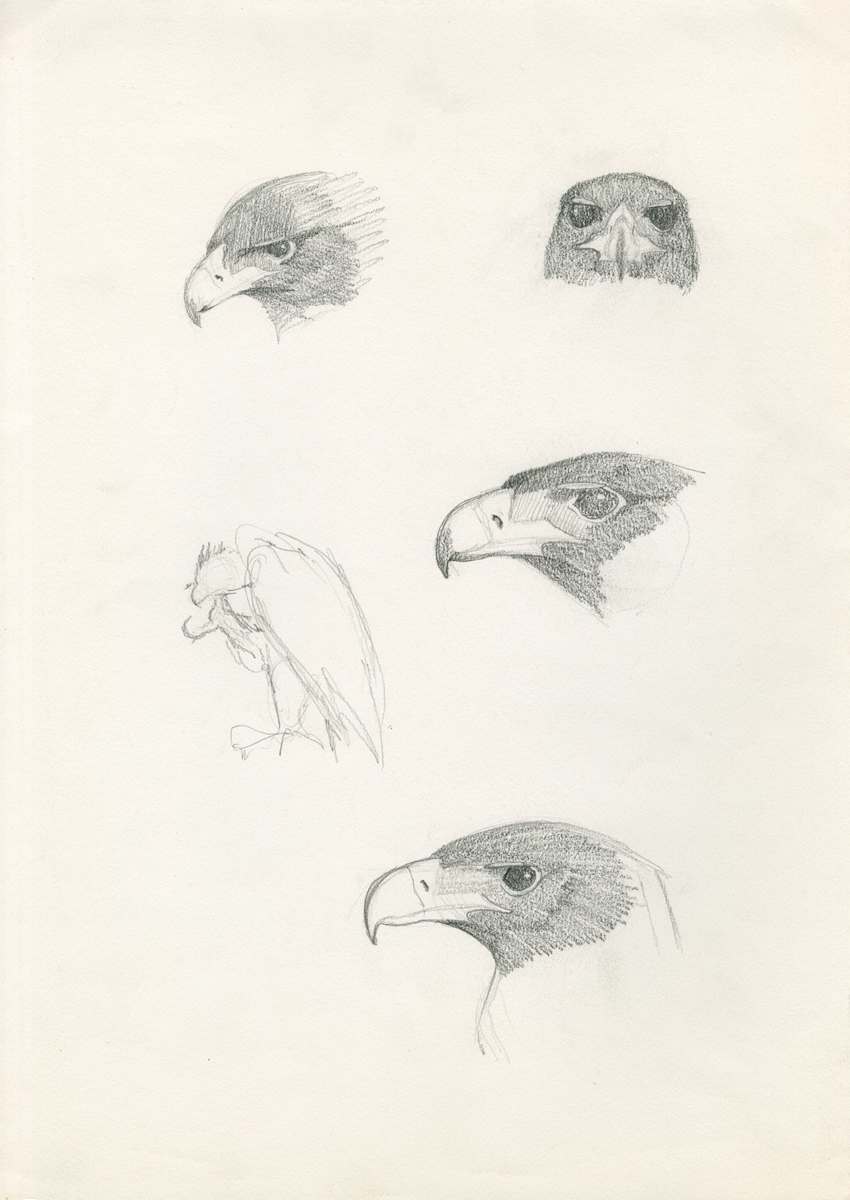 Samburu: various heads and scratching by RAG Davies, Image 2.