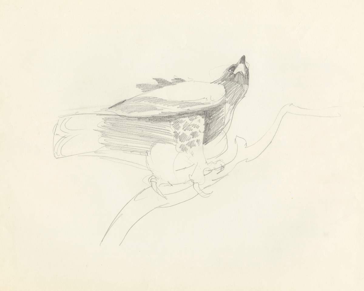 Sam from below - dassie's eye view by RAG Davies, Image 1.
