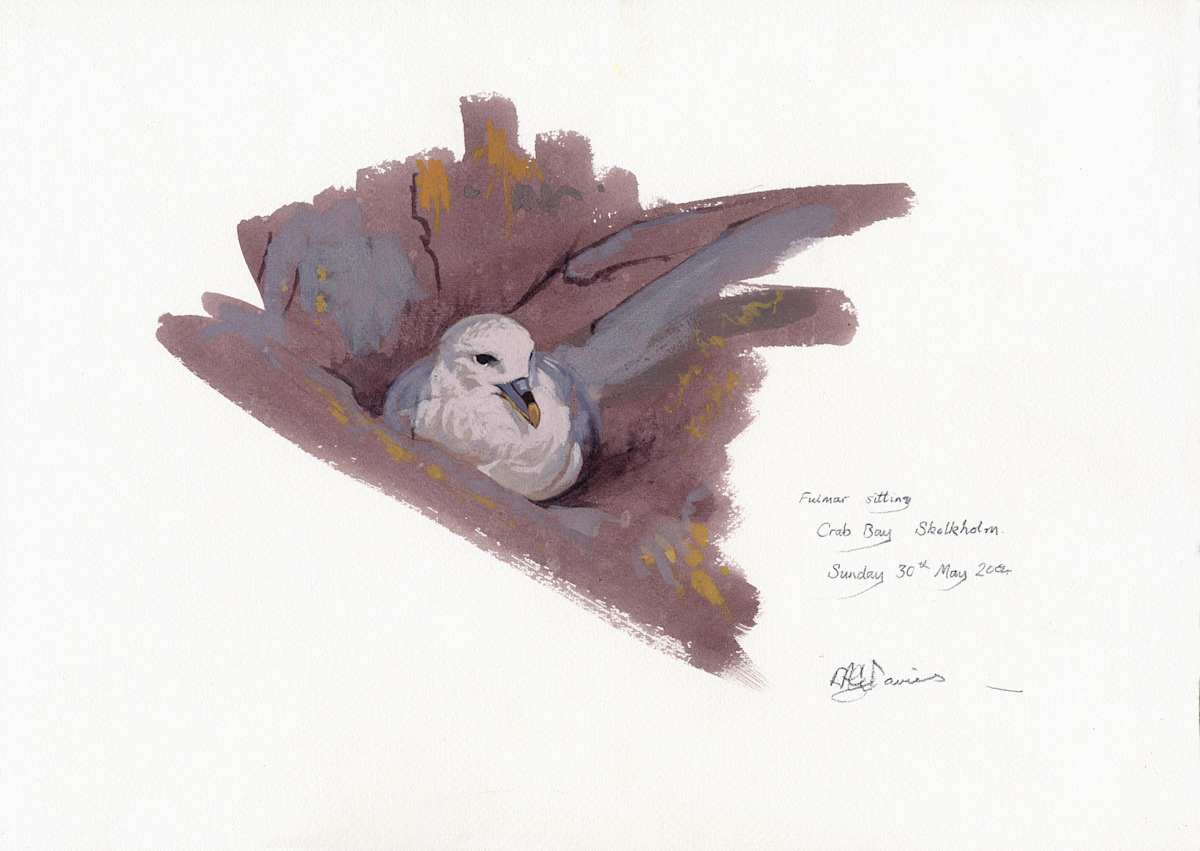 Fulmar sitting, Crab Bay, Skokholm by RAG Davies 
