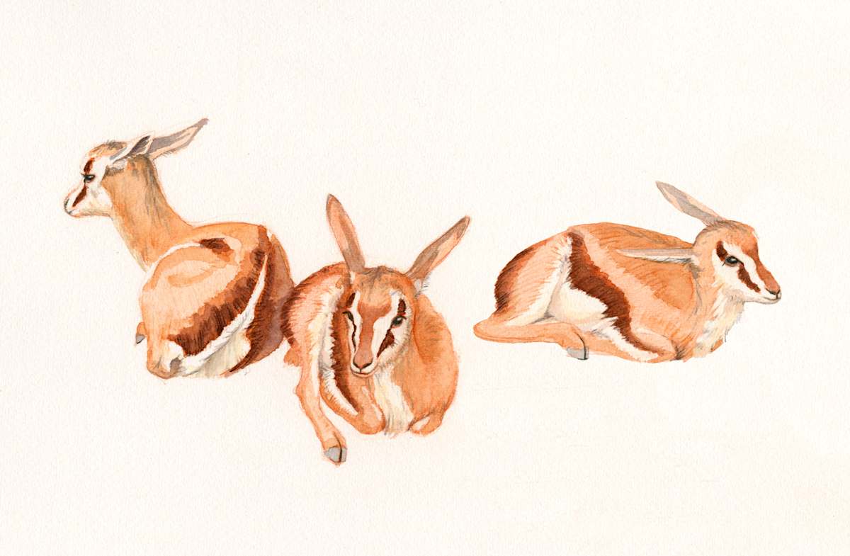 springbok kindergarten by RAG Davies, Image 1.