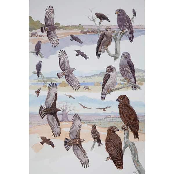 Brown, Southern & Western Banded Snake Eagles, African raptors plate no. 13 by RAG Davies 