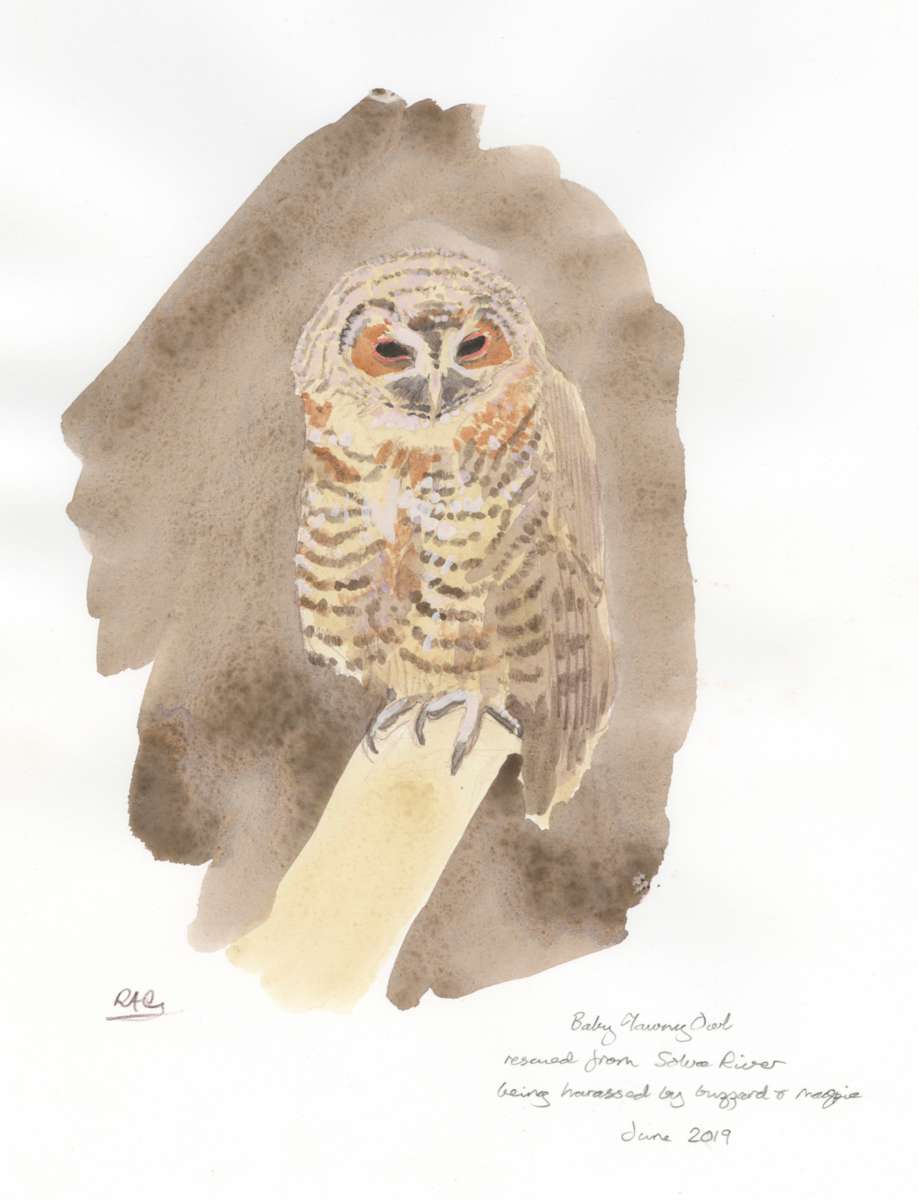 Baby Tawny Owl by RAG Davies 