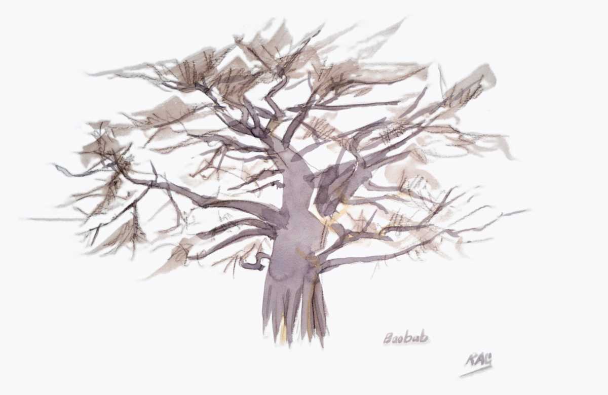 Baobab by RAG Davies 
