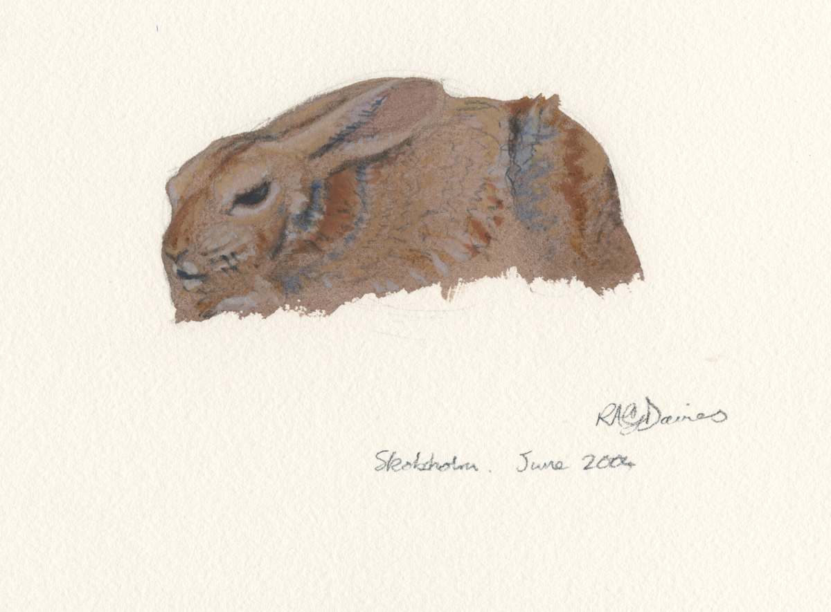 Rabbit, Skokholm by RAG Davies 