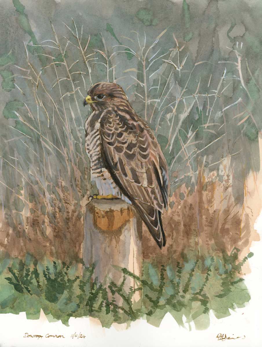 Buzzard perched by RAG Davies 
