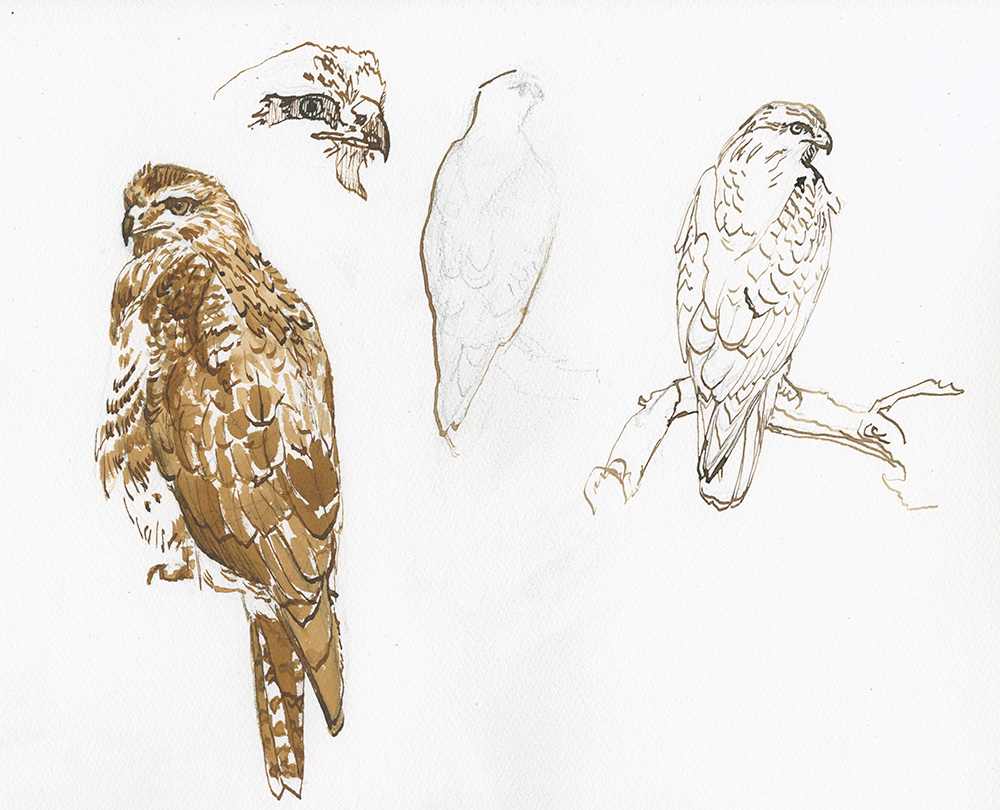 Buzzard Sketches by RAG Davies 