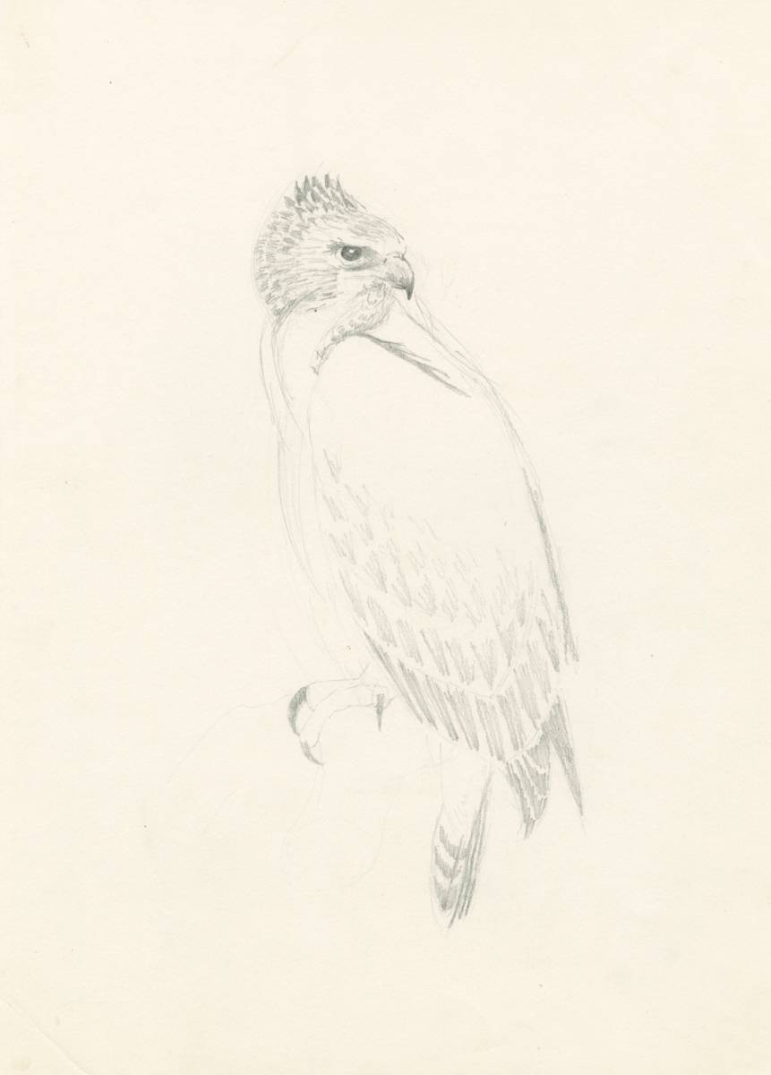 Ramsey looking back by RAG Davies, Image 2.