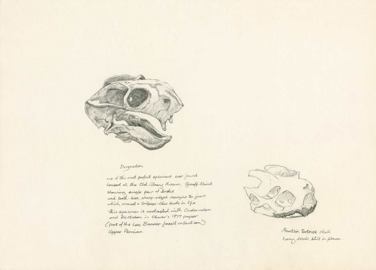 Dicynodon Skull by RAG Davies 