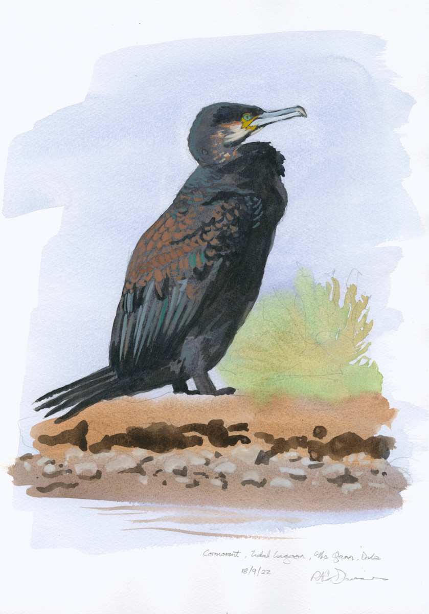 Cormorant, The Gann by RAG Davies 