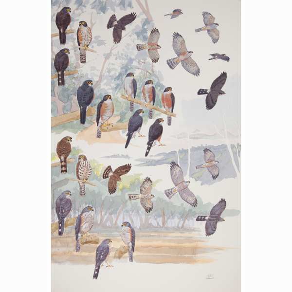 Red-thighed and Little Sparrowhawks, African raptors plate no. 24 by RAG Davies 