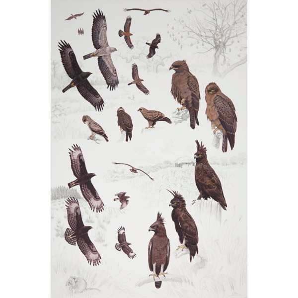 Wahlberg's and long-crested eagles, African raptors plate no. 40 by RAG Davies 