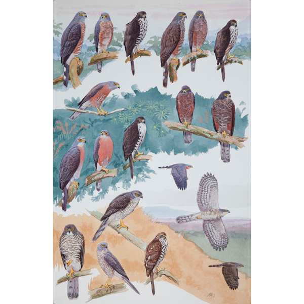 African Goshawks, African raptors plate no. 22 by RAG Davies 